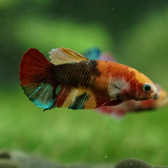 Multicolor/ Galaxy Koi Plakat - Female- 13 Weeks Old