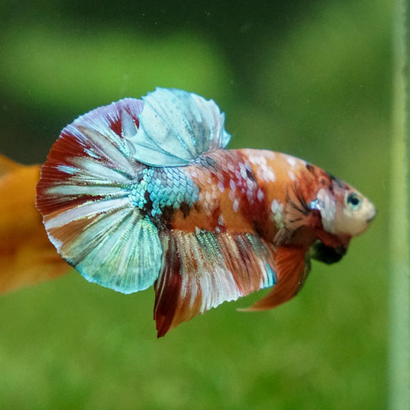 Multicolor/Galaxy Koi Plakat -13 weeks Old