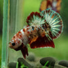 Multicolor/Galaxy Koi Plakat -16 weeks Old