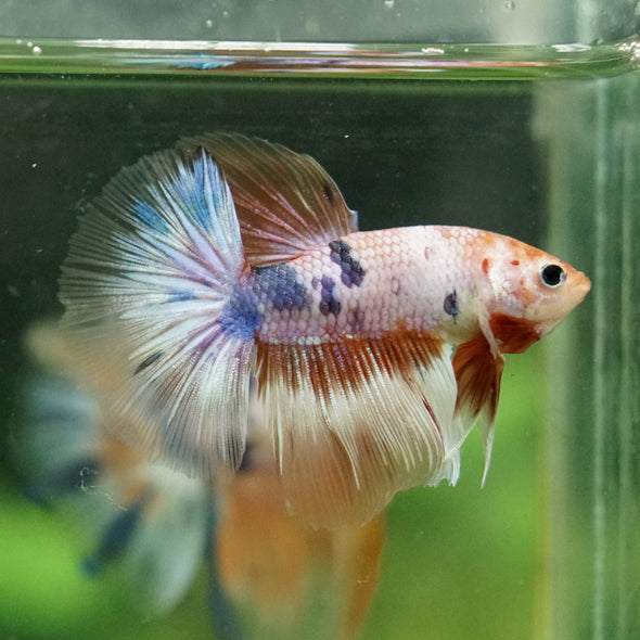 Galaxy/Candy Koi Halfmoon - 14 weeks old