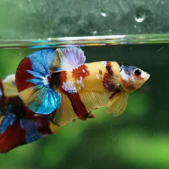 Multicolor/Galaxy Koi Plakat -15 weeks Old