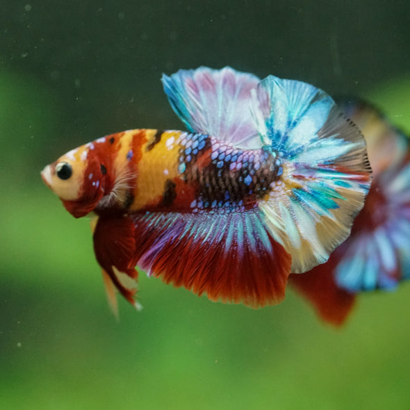 Multicolor/Galaxy Koi Plakat -16 weeks Old