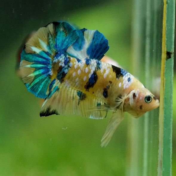 Multicolor/Galaxy Koi Plakat -16 weeks Old