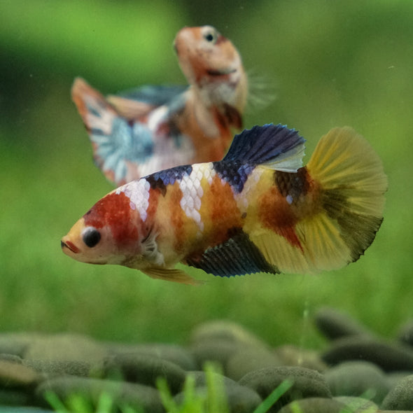 Multicolor/ Galaxy Koi Plakat - Female- 13 Weeks Old