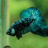 Black Koi Galaxy Plakat (Avatar) -10 weeks Old