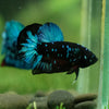 Black Koi Galaxy Plakat (Avatar) -13 weeks Old