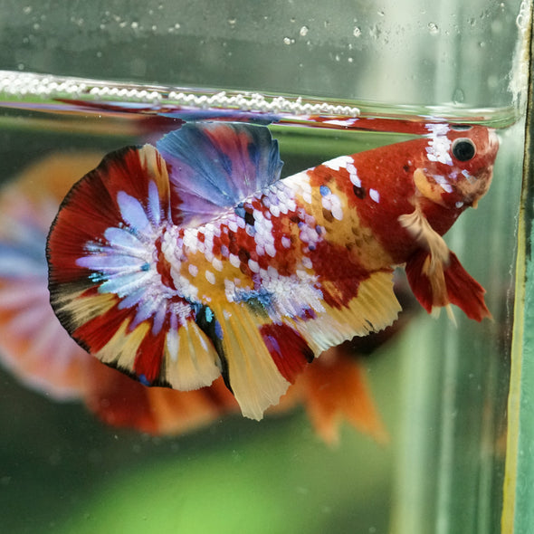 Multicolor/Galaxy Koi Plakat -16 weeks Old