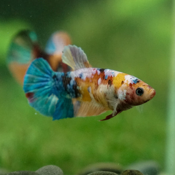 Multicolor/ Galaxy Koi Plakat - Female- 13 Weeks Old