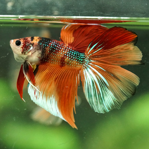 Galaxy/Candy Koi Halfmoon - 14 weeks old