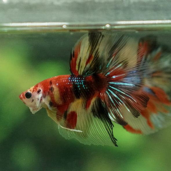 Candy/Galaxy Koi Halfmoon - 11 weeks old