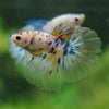 Galaxy/Candy Koi Halfmoon - 14 weeks old