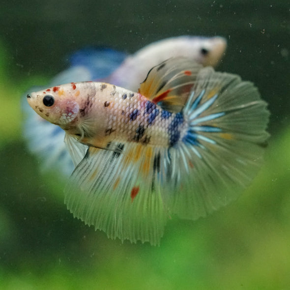 Galaxy/Candy Koi Halfmoon - 14 weeks old