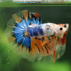 Galaxy/Candy Koi Halfmoon - 14 weeks old