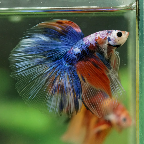 Galaxy/Candy Koi Halfmoon - 14 weeks old
