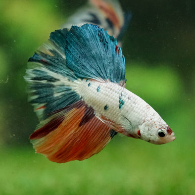 Galaxy/Candy Koi Halfmoon - 14 weeks old