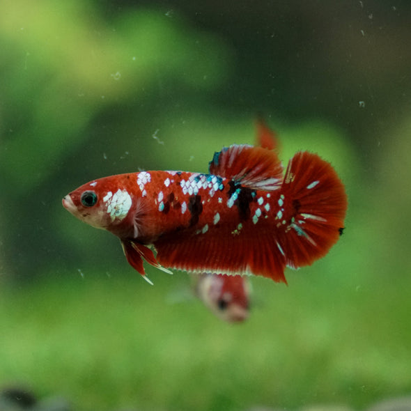 Multicolor/ Galaxy Koi Plakat- Female- 13 Weeks Old