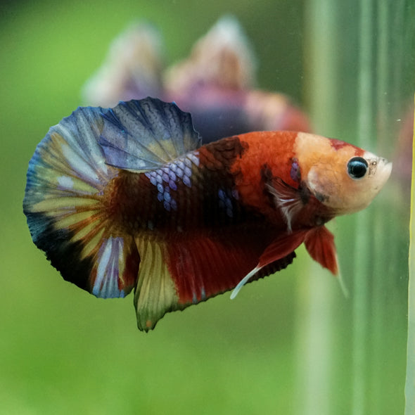 Multicolor/Galaxy Koi Plakat -11 weeks Old