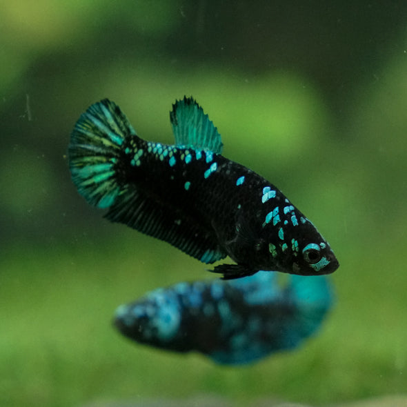 Black Galaxy Koi Plakat (Avatar) - Female- 13 Weeks Old