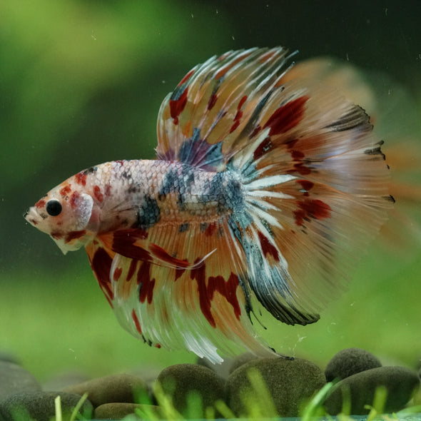 Galaxy/Candy Koi Halfmoon - 14 weeks old