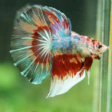 Galaxy/Candy Koi Halfmoon - 14 weeks old