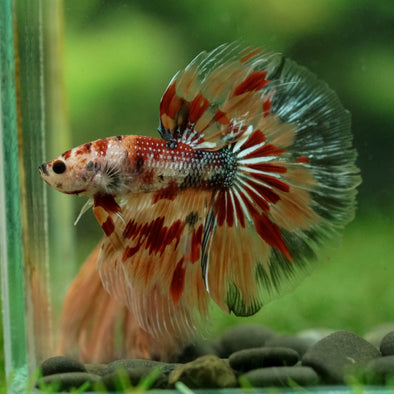 Galaxy/Candy Koi Halfmoon - 14 weeks old