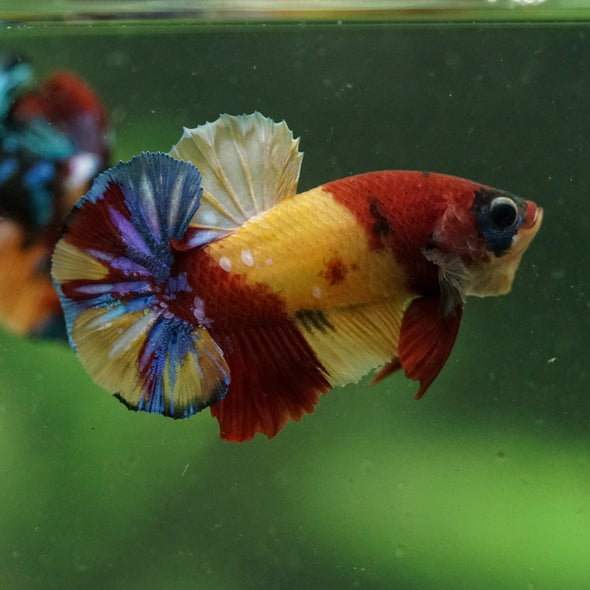 Multicolor/Galaxy Koi Plakat -16 weeks Old