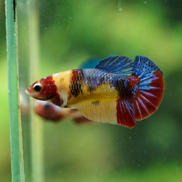 Multicolor/ Galaxy Koi Plakat- Female- 13 Weeks Old