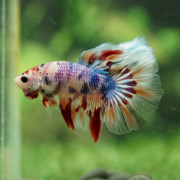 Galaxy/Candy Koi Halfmoon - 14 weeks old