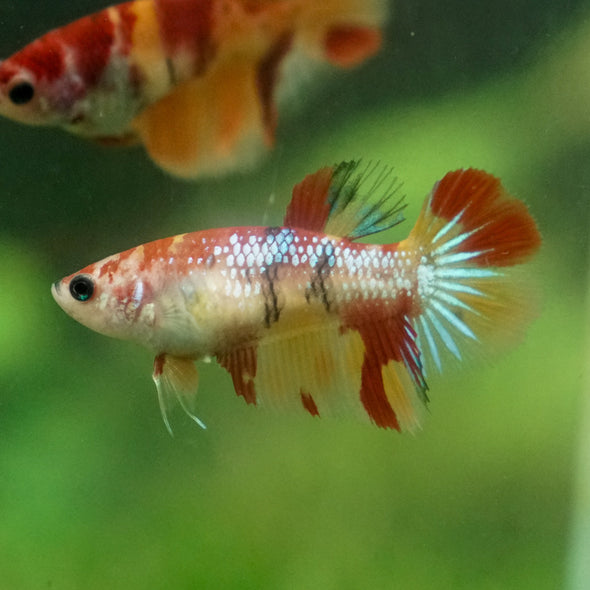 Multicolor/ Galaxy Koi Halfmoon - Female- 13 Weeks Old