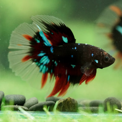 Black Base Galaxy/Candy Koi Halfmoon - 14 weeks old