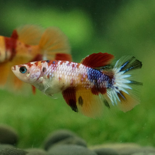 Multicolor/ Galaxy Koi Halfmoon - Female- 13 Weeks Old