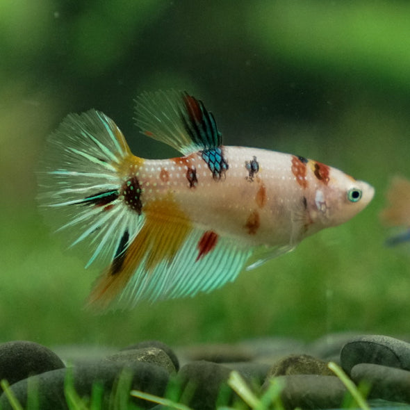 Multicolor/ Galaxy Koi Halfmoon- Female- 13 Weeks Old