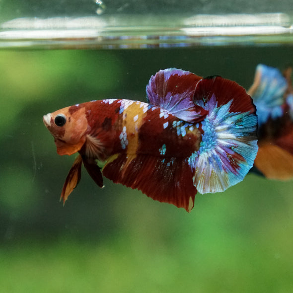 Multicolor/Galaxy Koi Plakat -13 weeks Old