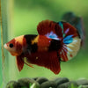 Multicolor/Galaxy Koi Plakat -16 weeks Old