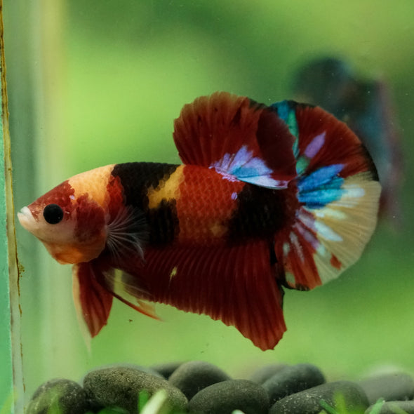 Multicolor/Galaxy Koi Plakat -16 weeks Old