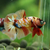 Multicolor/Galaxy Koi Plakat -16 weeks Old