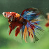 Galaxy/Candy Koi Halfmoon - 14 weeks old