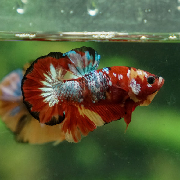 Multicolor/Galaxy Koi Plakat -13 weeks Old