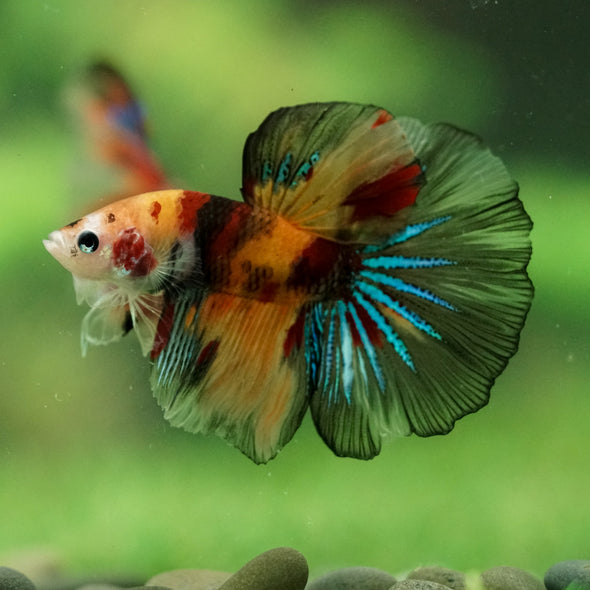 Galaxy/Candy Koi Halfmoon - 11 weeks old