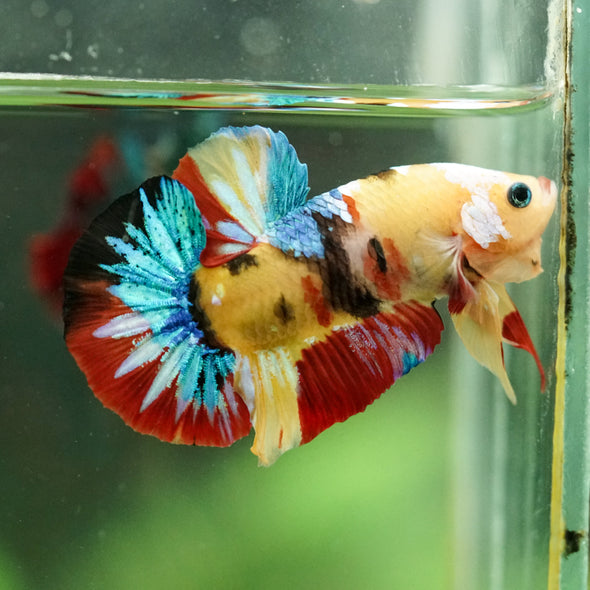 Multicolor/Galaxy Koi Plakat -16 weeks Old