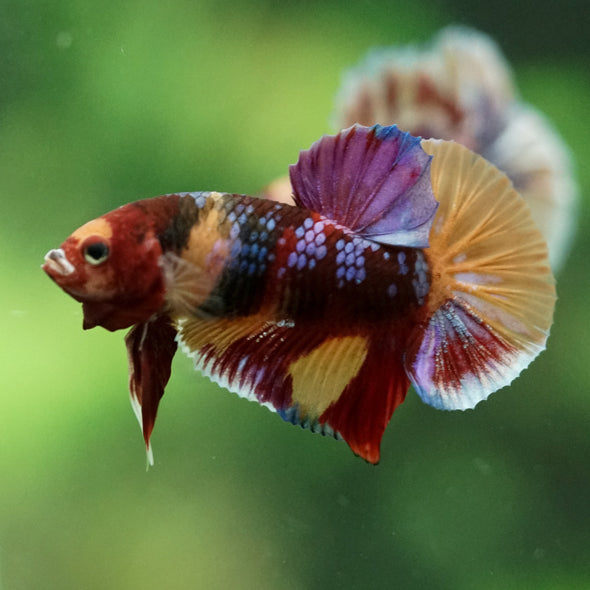 Multicolor/Galaxy Koi Plakat -11 weeks Old