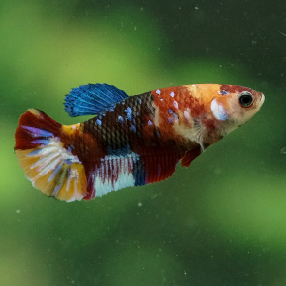 Multicolor/ Galaxy Koi Plakat- Female- 13 Weeks Old