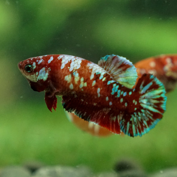 Multicolor/ Galaxy Koi Plakat - Female- 13 Weeks Old