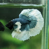 Dumbo Halfmoon - 13 weeks old
