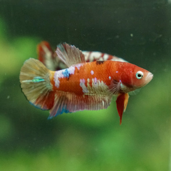 Multicolor/ Galaxy Koi Plakat - Female- 13 Weeks Old