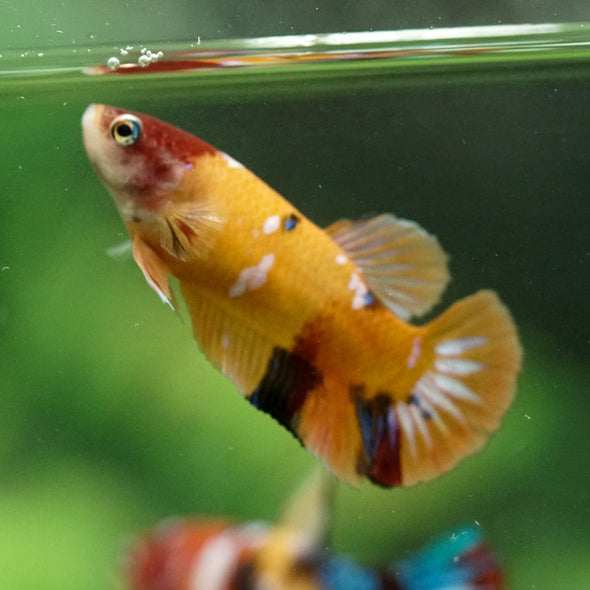 Multicolor/ Galaxy Koi Plakat- Female- 13 Weeks Old