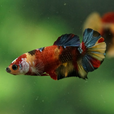 Multicolor/ Galaxy Koi Plakat- Female- 13 Weeks Old