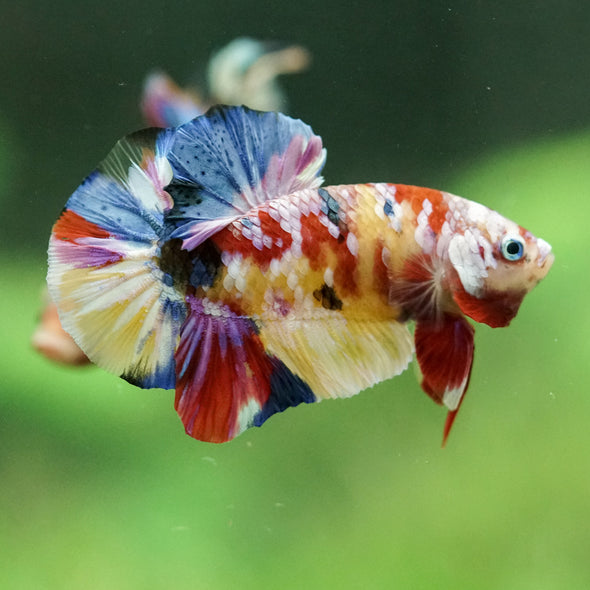 Multicolor/Galaxy Koi Plakat -15 weeks Old