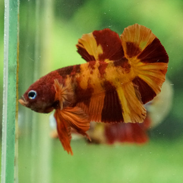 Multicolor/Galaxy Koi Plakat -13 weeks Old