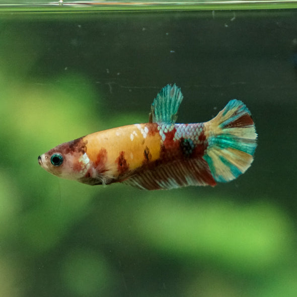 Multicolor/ Galaxy Koi Plakat - Female- 13 Weeks Old